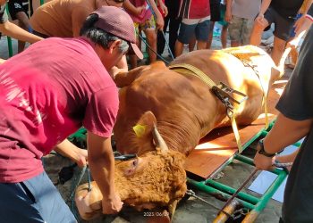Kurban Warga LDII Gadingmangu, Jombang, dan Jawa Timur 2023