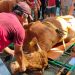 Kurban Warga LDII Gadingmangu, Jombang, dan Jawa Timur 2023