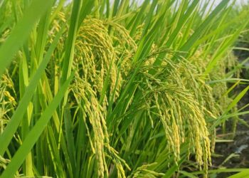 Hari Gizi Nasional 2024, LDII Dorong Konsumsi Beras Nutri Zinc untuk Cegah Stunting