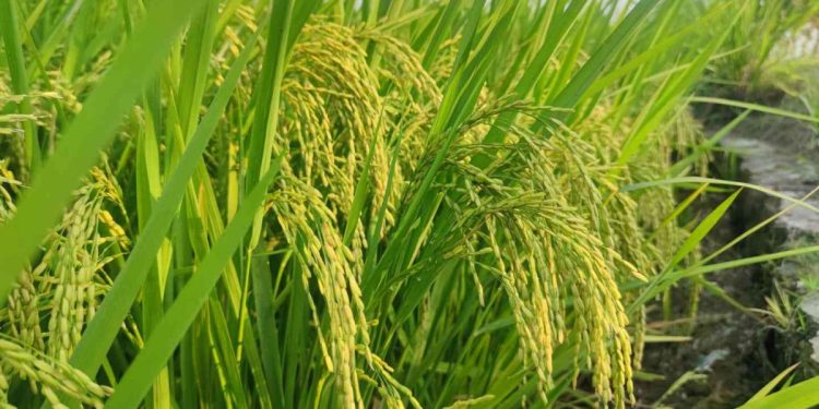 Hari Gizi Nasional 2024, LDII Dorong Konsumsi Beras Nutri Zinc untuk Cegah Stunting